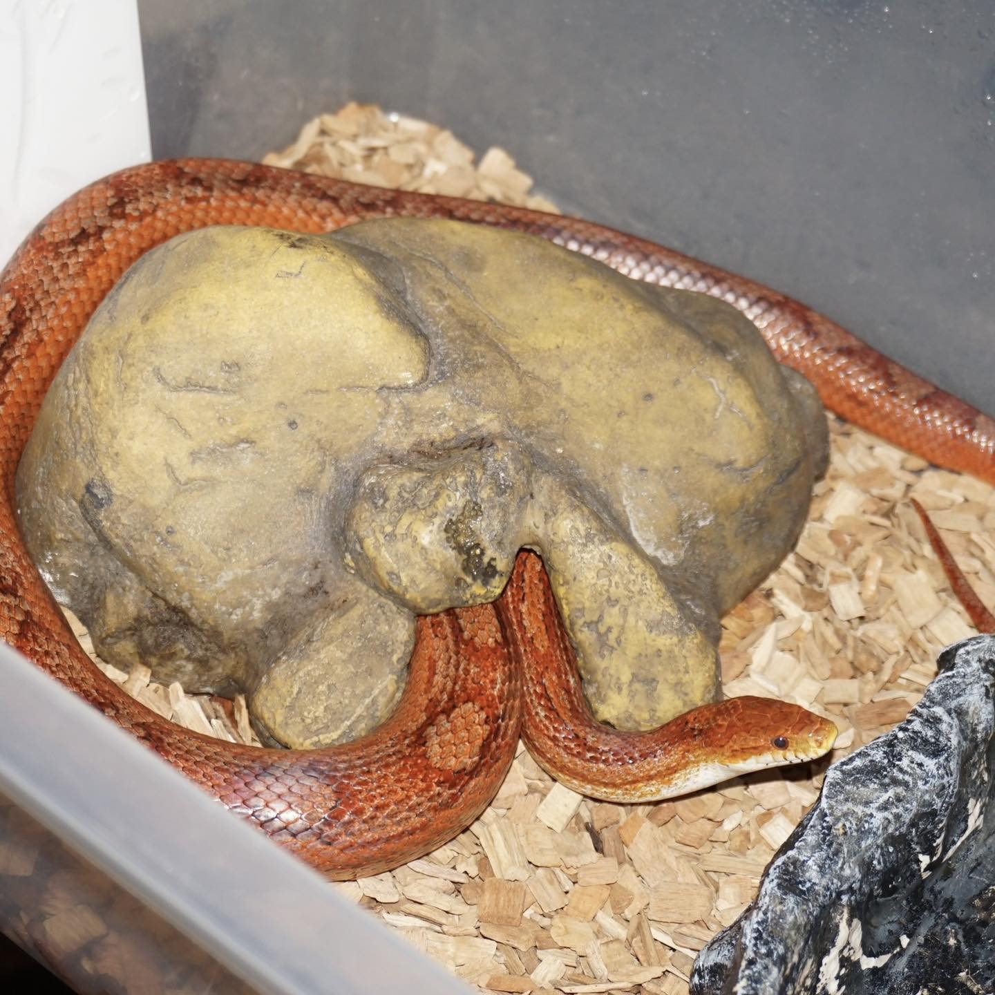 Madudega pildistamine