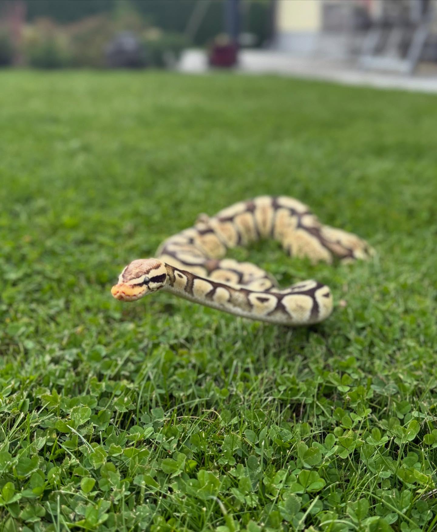 Madudega pildistamine