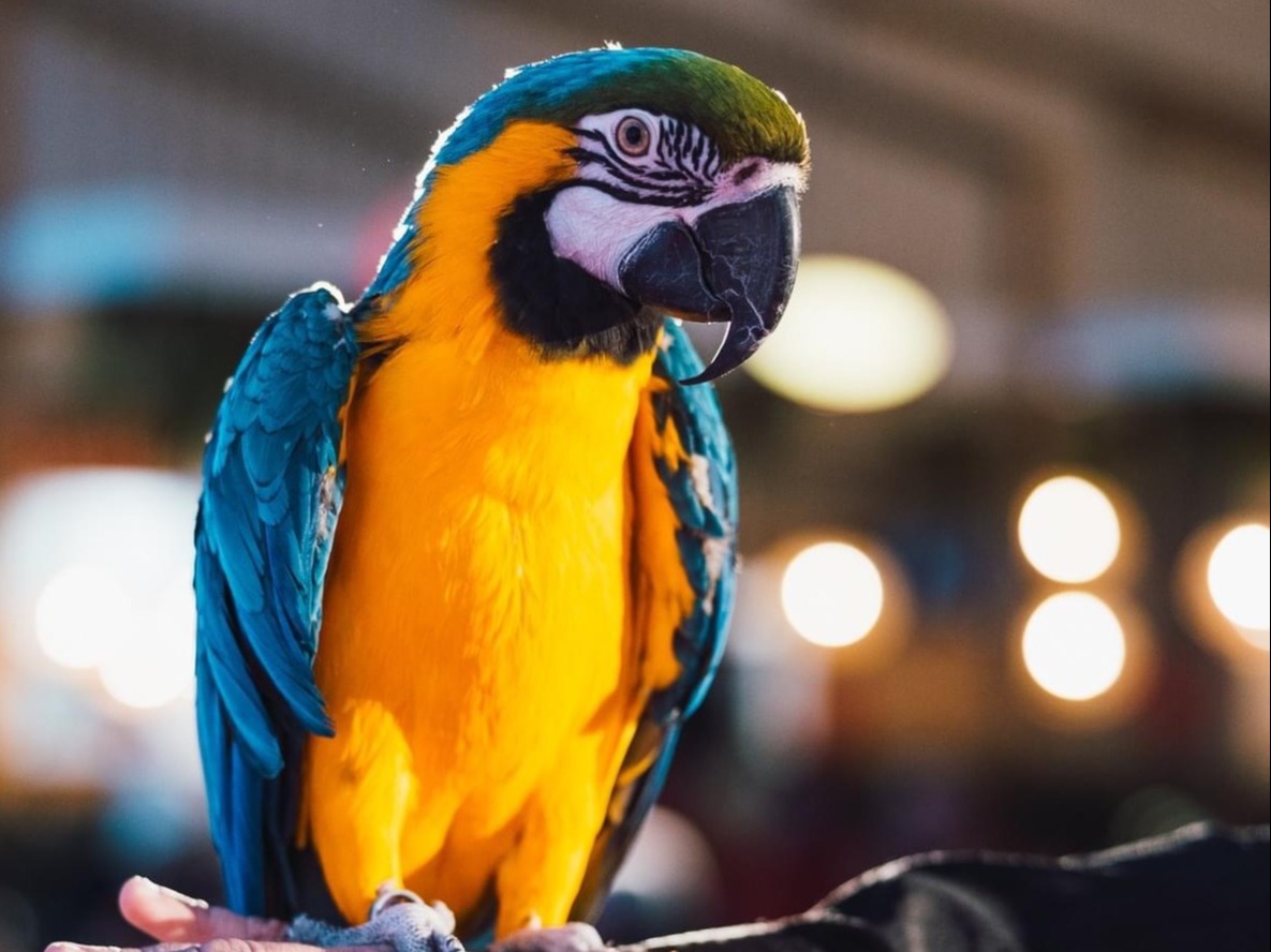 Papagoi Keskuse papagoi Mac