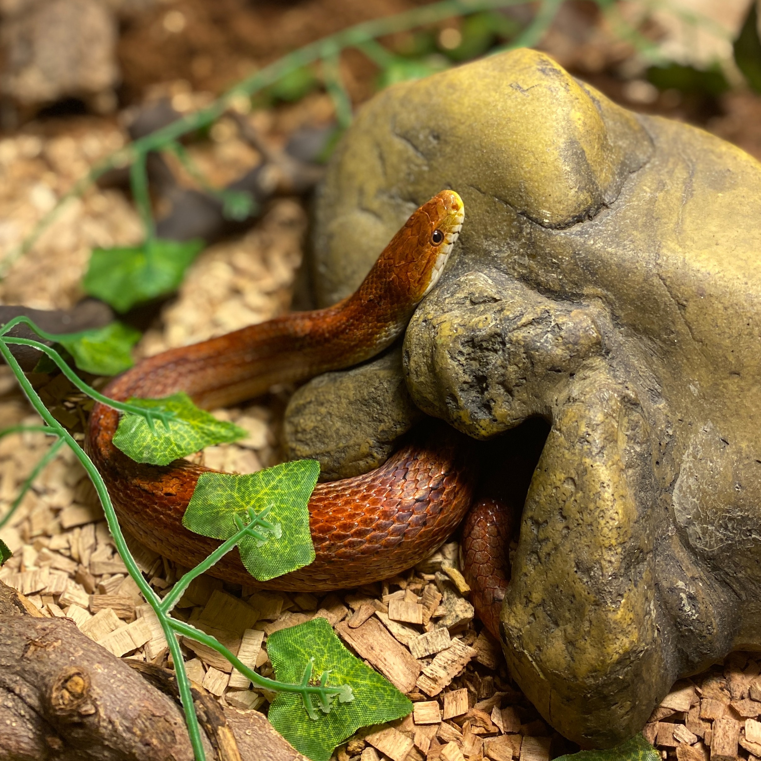 Maisi-roninastik Riki